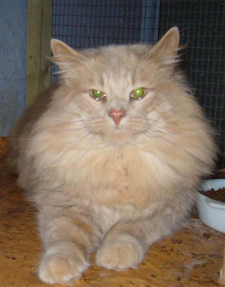 Norsk Skovkat Havheksens Pjuskebuks billede 3