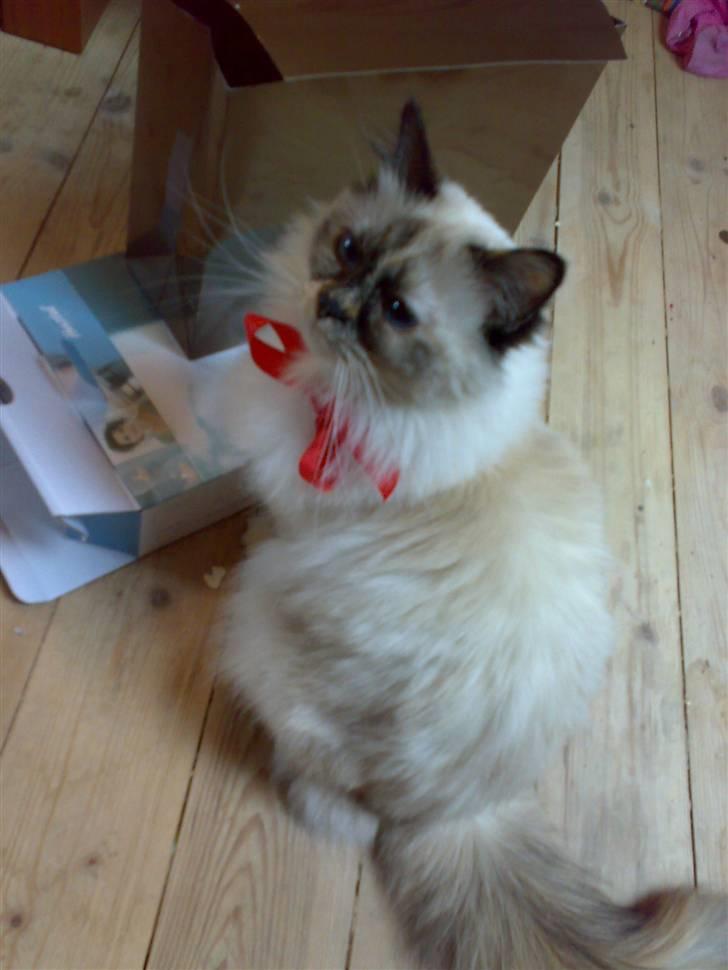 Hellig Birma Odessa - Odessa med julesløjfe billede 1