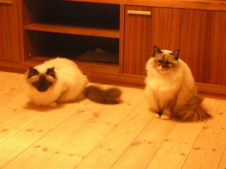 Hellig Birma Odessa - Toshio & Odessa billede 2