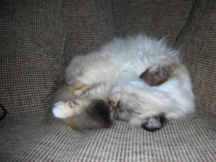 Hellig Birma Odessa - Odessa sover på den mest komfotable måde billede 3