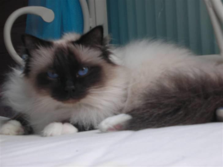 Hellig Birma Toshio billede 2