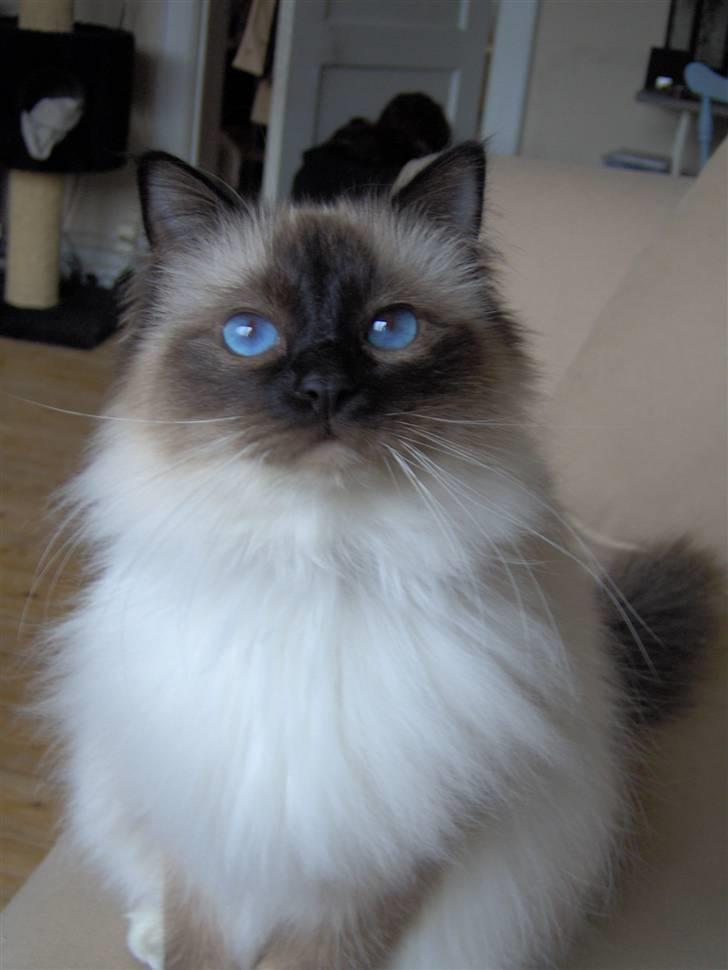 Hellig Birma Toshio billede 3