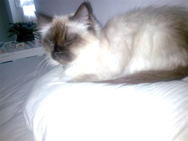 Ragdoll Gaya *Efterlyst* billede 1