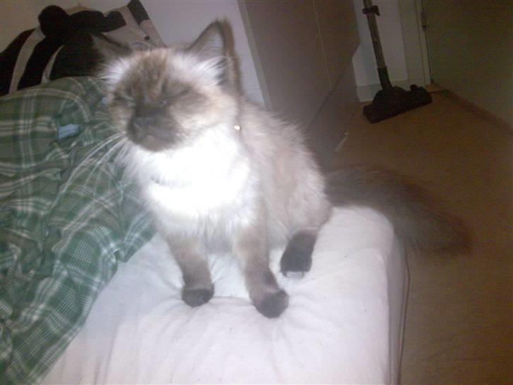 Ragdoll Gaya *Efterlyst* billede 2