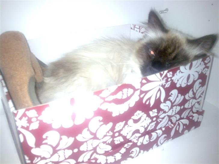 Ragdoll Gaya *Efterlyst* billede 3