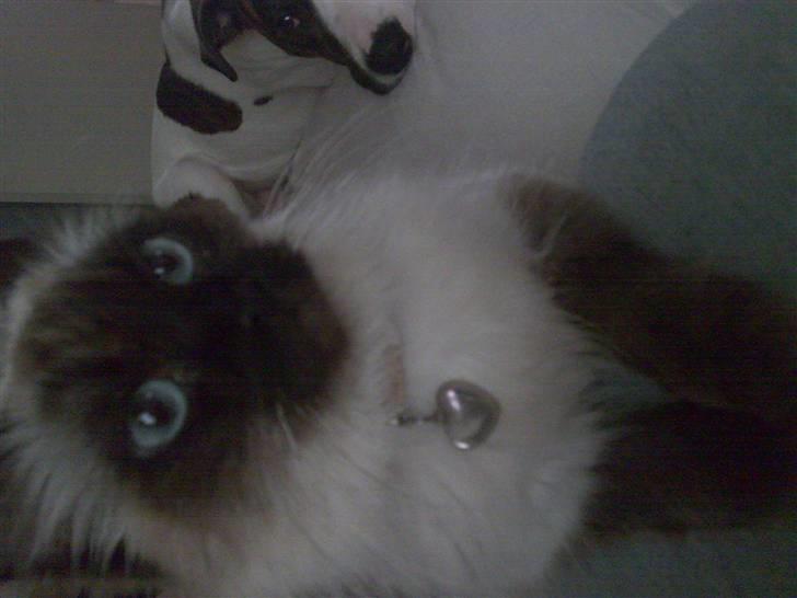 Ragdoll Gaya *Efterlyst* billede 4