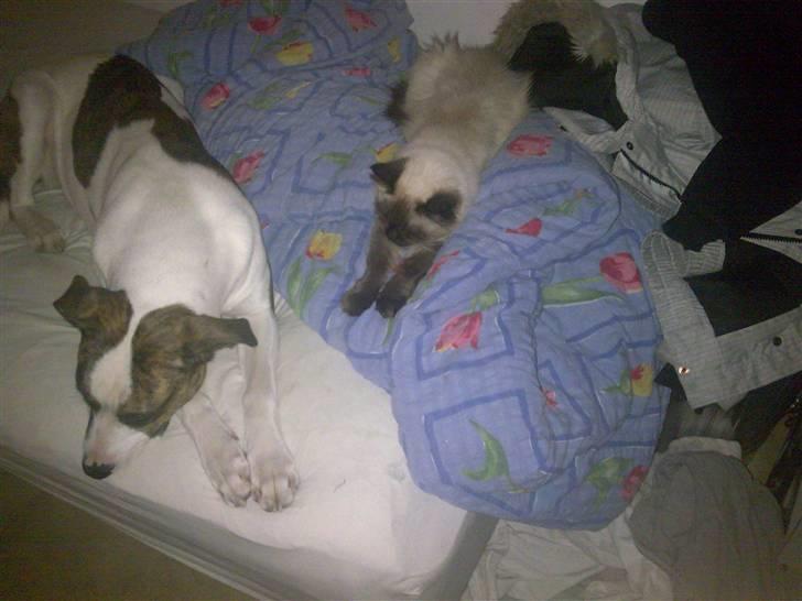 Ragdoll Gaya *Efterlyst* billede 5