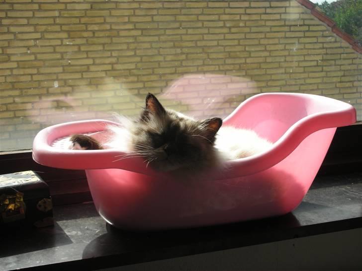 Hellig Birma Odessa - Odessa tager "solbad" billede 4