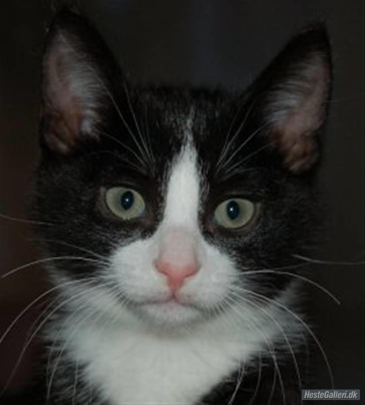 Huskat Miv "Tykke" - velkommen til Miv´s profil bedøm og skriv gerne en kommentar iden i går billede 1