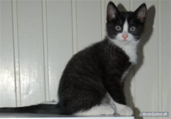 Huskat Miv "Tykke" - miv ca. 10-11uger billede 3