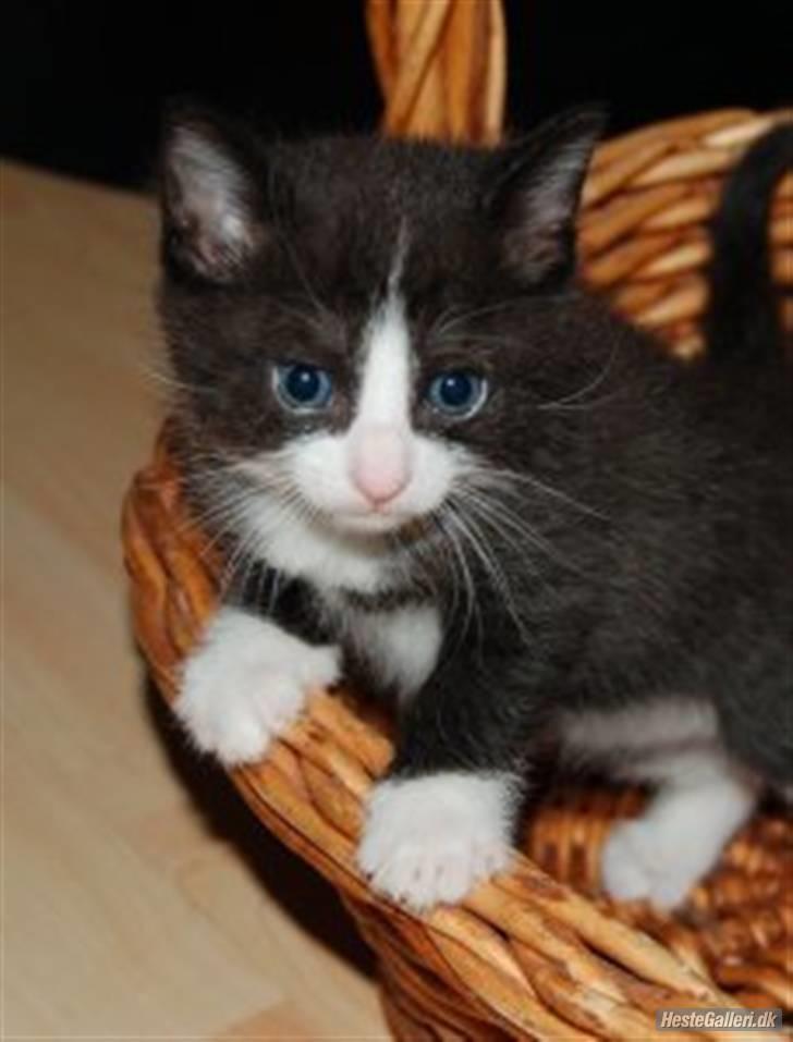 Huskat Miv "Tykke" - miv ved gamle ejer ved ikk lige hvor gammel hun er? billede 4