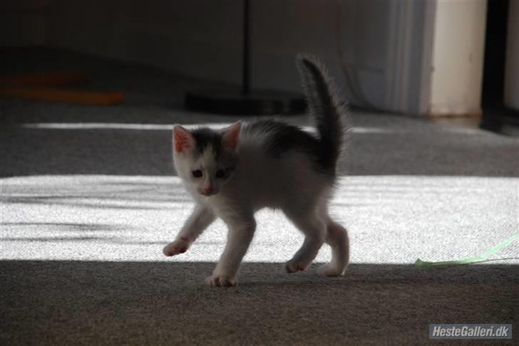 Huskat Labbe billede 1