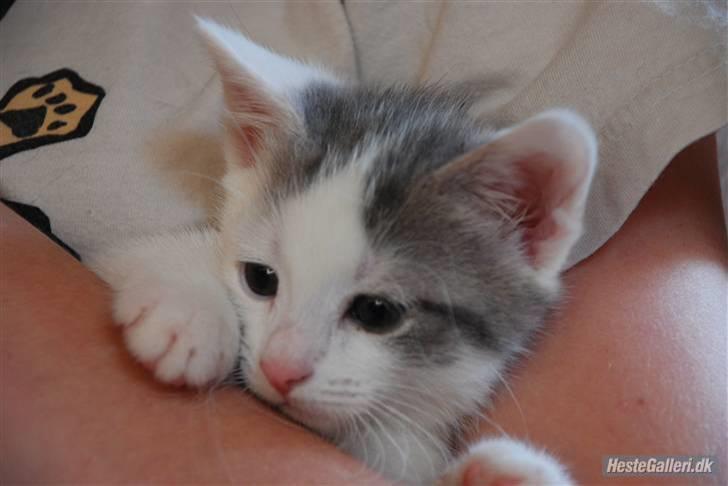 Huskat Labbe billede 2