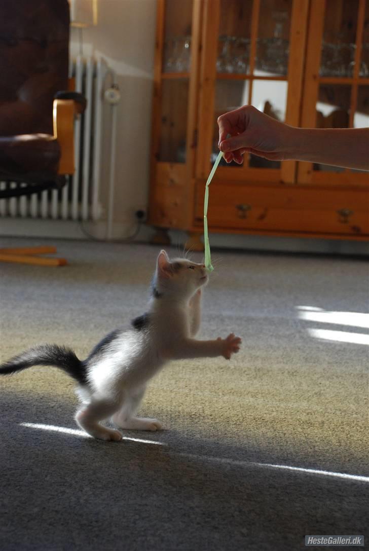 Huskat Labbe billede 3