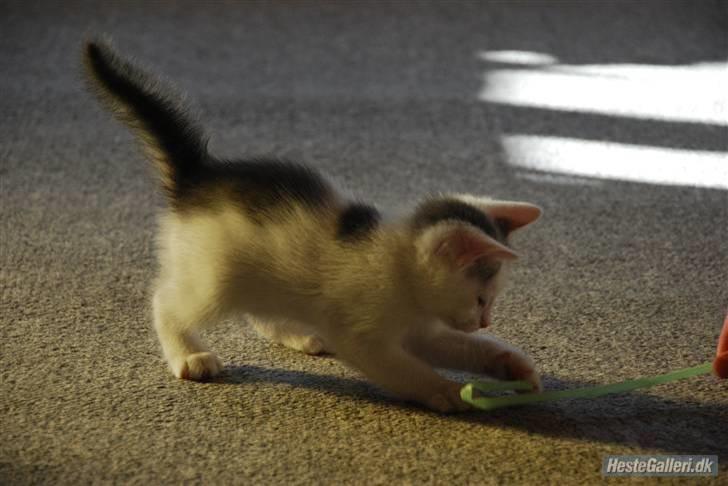 Huskat Labbe billede 4