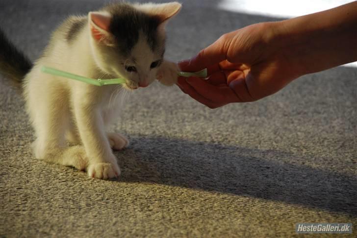 Huskat Labbe billede 5