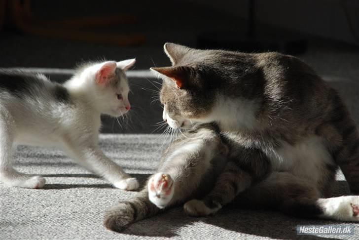 Huskat Labbe billede 6