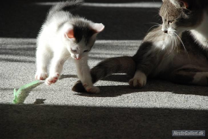 Huskat Labbe billede 7