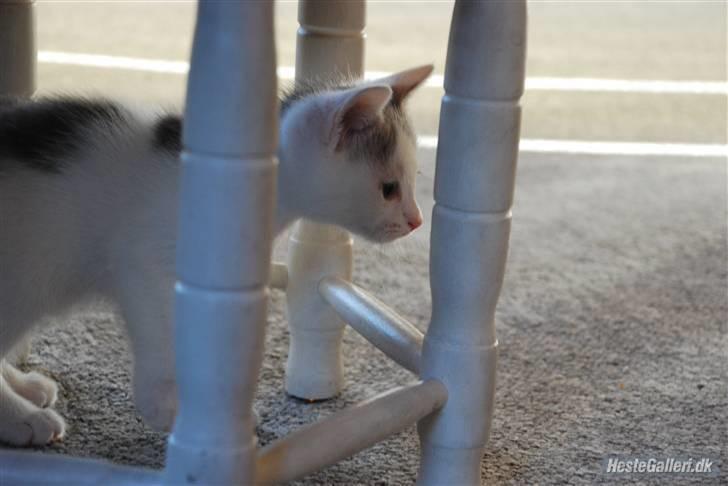 Huskat Labbe billede 8