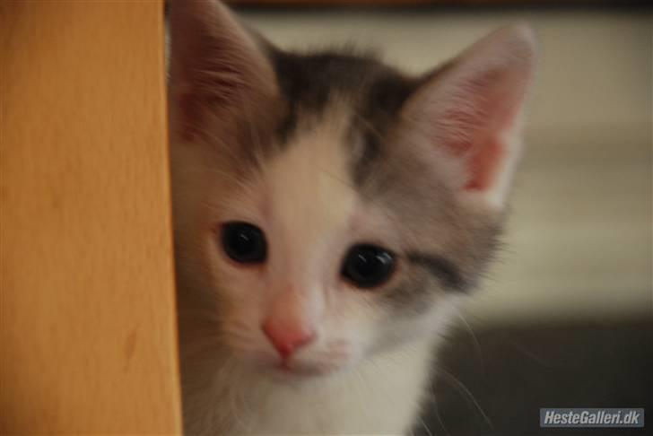 Huskat Labbe billede 9