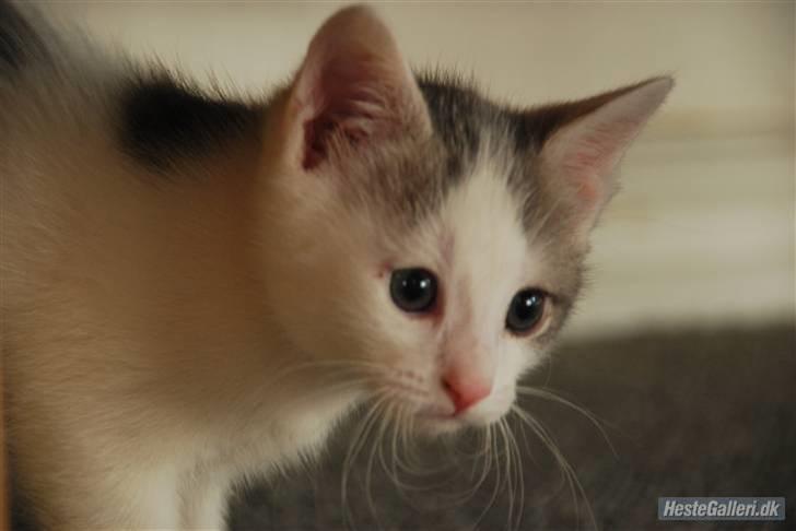 Huskat Labbe billede 10