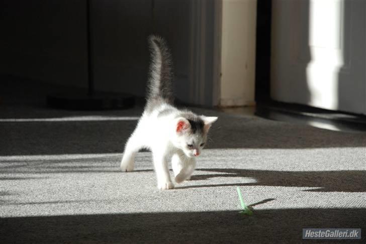 Huskat Labbe billede 11