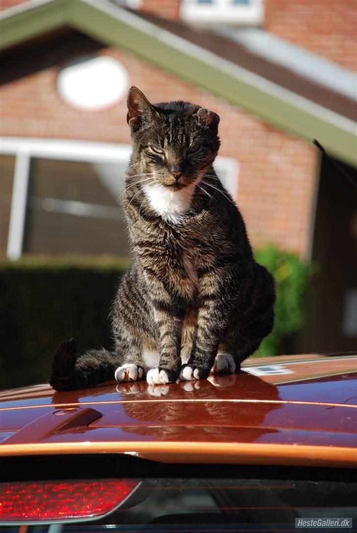 Huskat Snuske billede 1