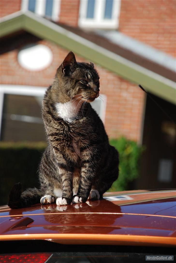 Huskat Snuske billede 2