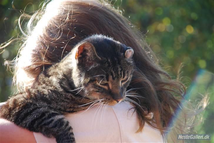 Huskat Snuske billede 3