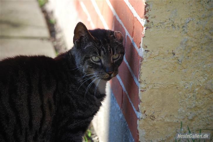 Huskat Snuske billede 4