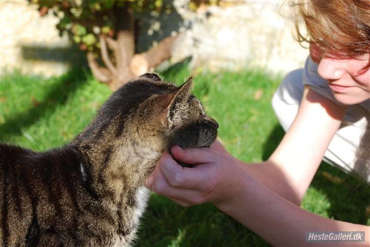 Huskat Snuske billede 5