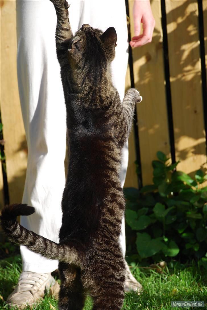 Huskat Snuske billede 6