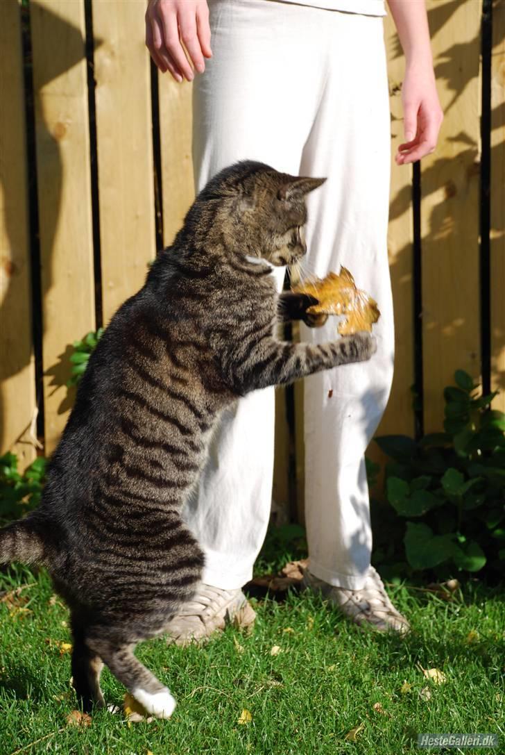 Huskat Snuske billede 7