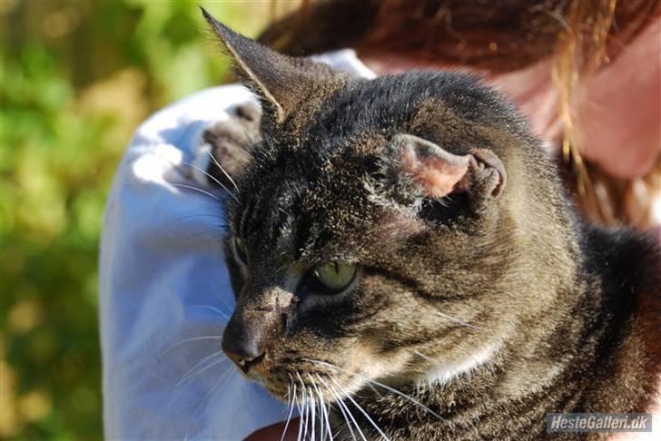 Huskat Snuske billede 8