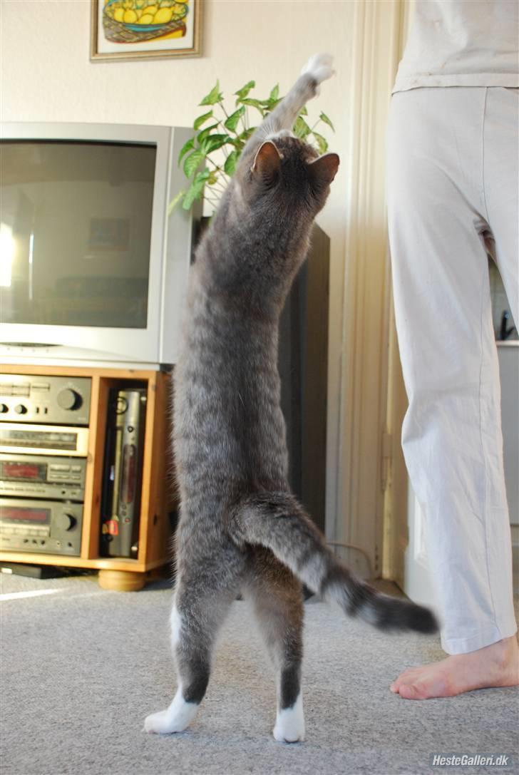 Huskat Pjuske billede 6