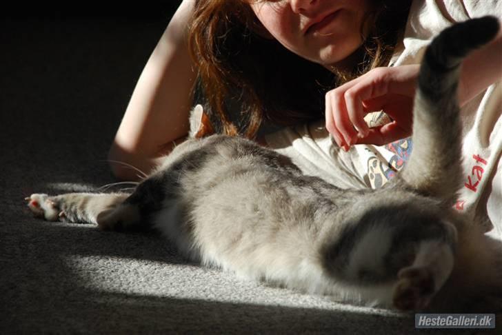 Huskat Pjuske billede 7