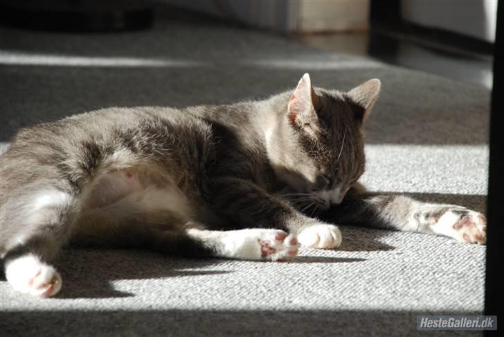 Huskat Pjuske billede 8