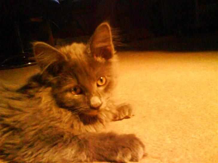 Maine Coon Silver billede 1