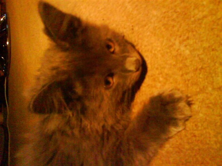 Maine Coon Silver billede 2