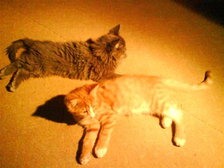 Maine Coon Silver billede 3