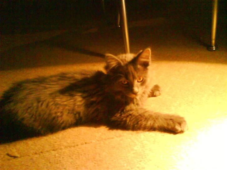 Maine Coon Silver billede 4