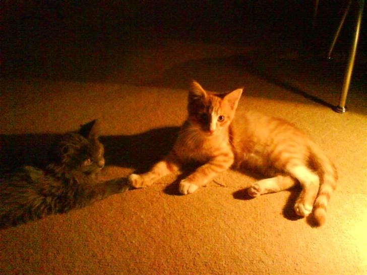 Maine Coon Silver billede 5