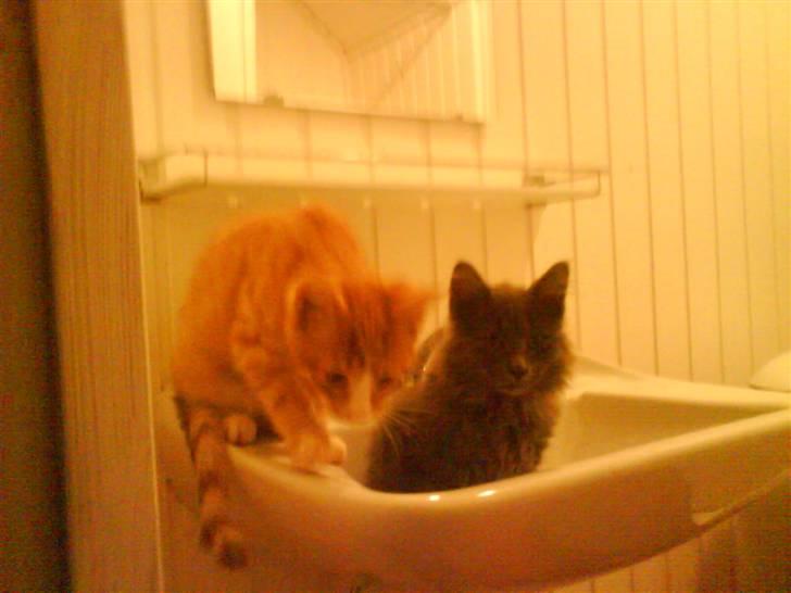 Maine Coon Silver billede 6