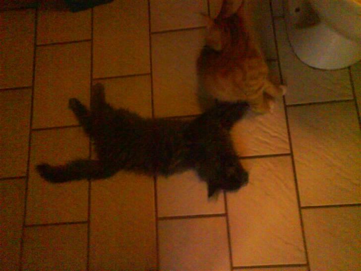 Maine Coon Silver billede 7