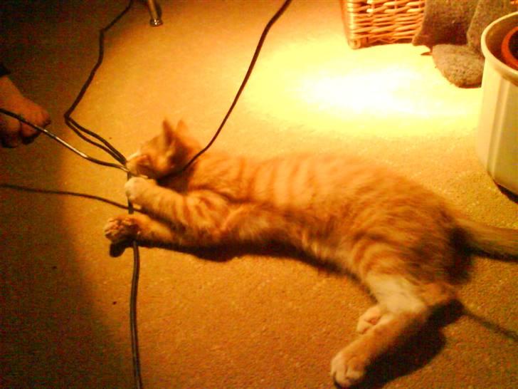 Huskat Tayson (: <3 billede 8