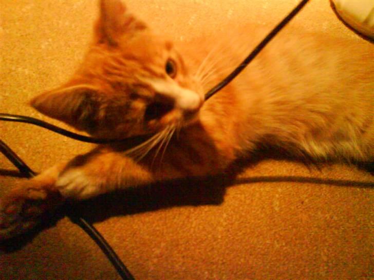 Huskat Tayson (: <3 billede 10