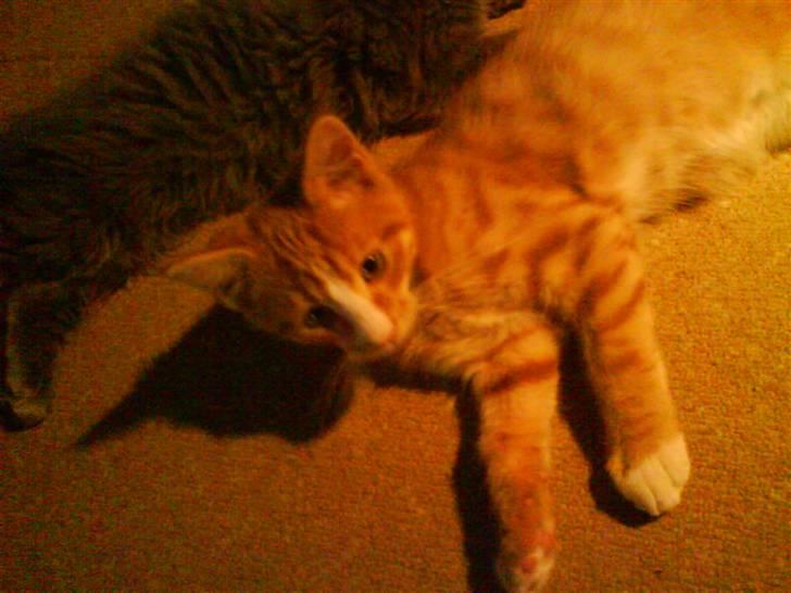 Huskat Tayson (: <3 billede 11