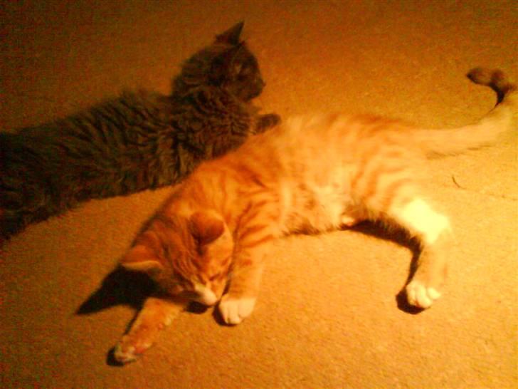 Huskat Tayson (: <3 billede 12