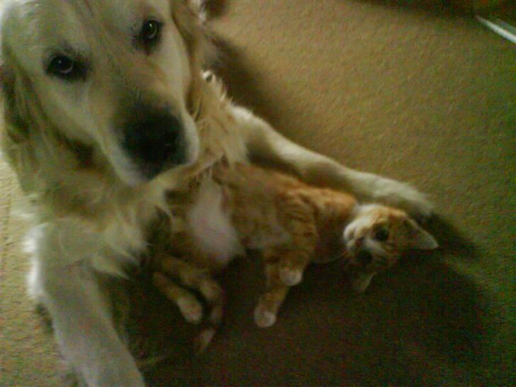 Huskat Tayson (: <3 billede 13