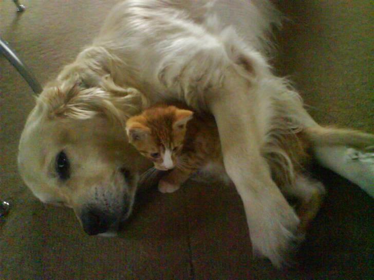 Huskat Tayson (: <3 billede 14